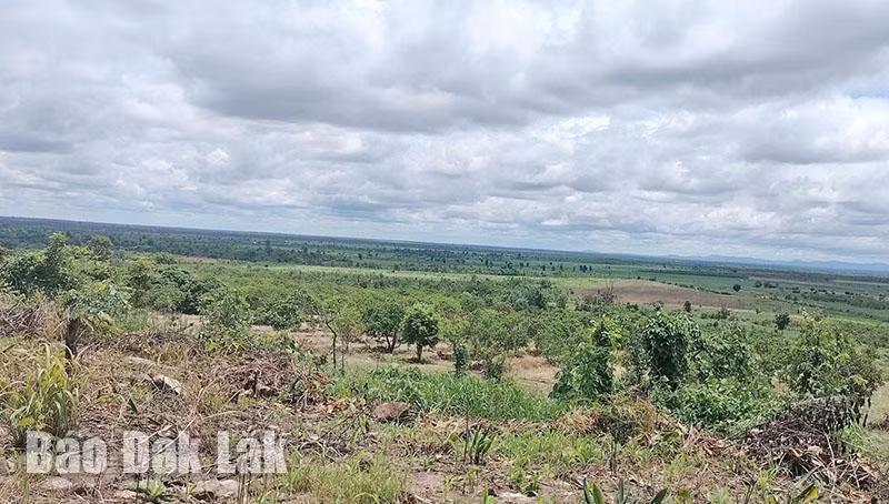 Đất lâm nghiệp tại xã Ea Bung (huyện Ea Súp) giao cho doanh nghiệp nhưng quản lý không tốt để cho người dân xâm chiếm, canh tác. Ảnh: Văn Tân