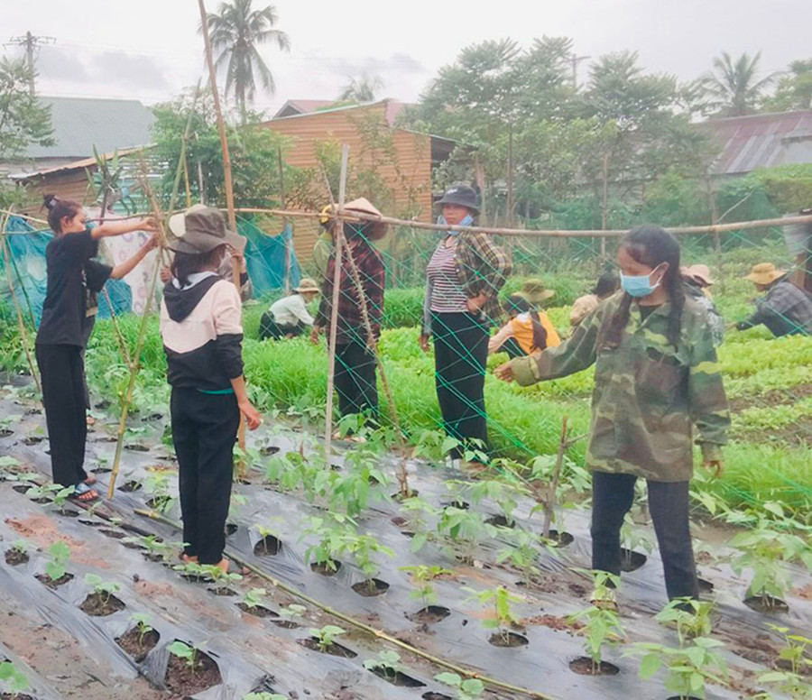 Nhiều hộ dân ở xã Chư Băh đã biết ứng dụng khoa học kỹ thuật vào sản xuất để nâng cao năng suất cây trồng. Ảnh: V.C Nhiều hộ dân ở xã Chư Băh đã biết ứng dụng khoa học kỹ thuật vào sản xuất để nâng cao năng suất cây trồng. Ảnh: V.C