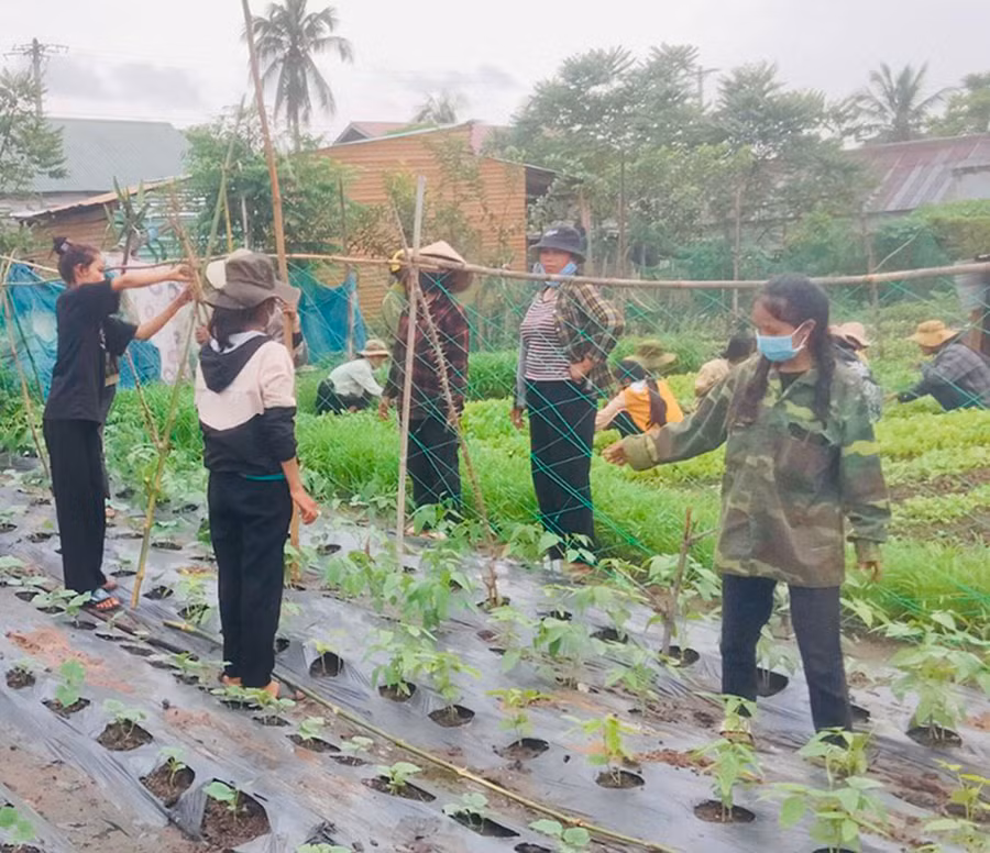 Nhiều hộ dân ở xã Chư Băh đã biết ứng dụng khoa học kỹ thuật vào sản xuất để nâng cao năng suất cây trồng. Ảnh: V.C