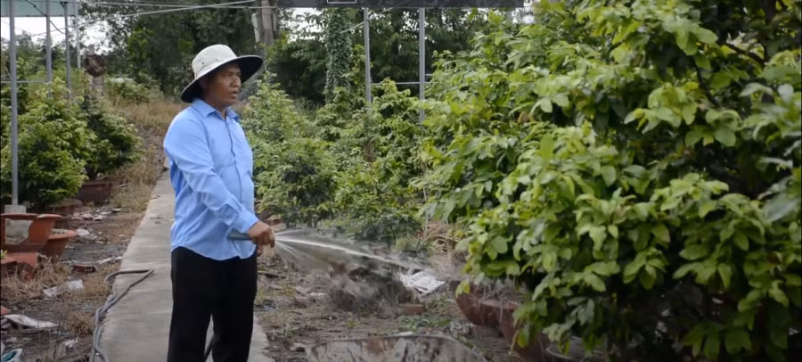 Ông Thiện hiện đang trồng và kinh doanh hàng ngàn cây mai kiểng. Ảnh: TẤN ĐẠT