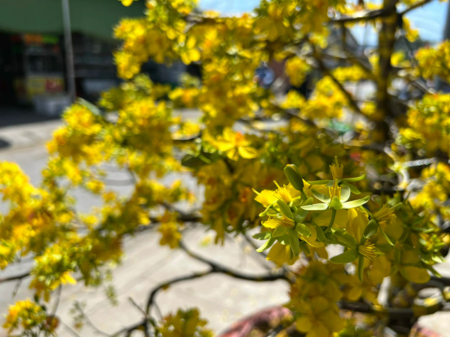 Một số người quan niệm hoa mai nở đúng dịp tết sẽ đem đến tài lộc. Ảnh: TẤN ĐẠT