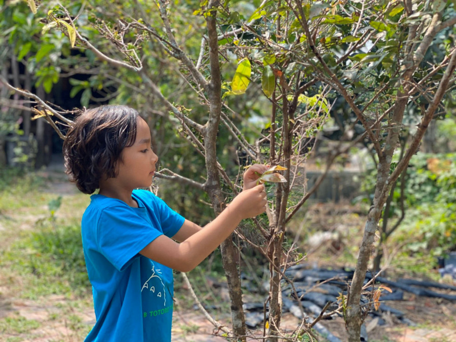 Một số gia đình lo lắng làm sao lặt lá mai để hoa nở đúng dịp tết, đem đến tài lộc? Ảnh: THIÊN KIM