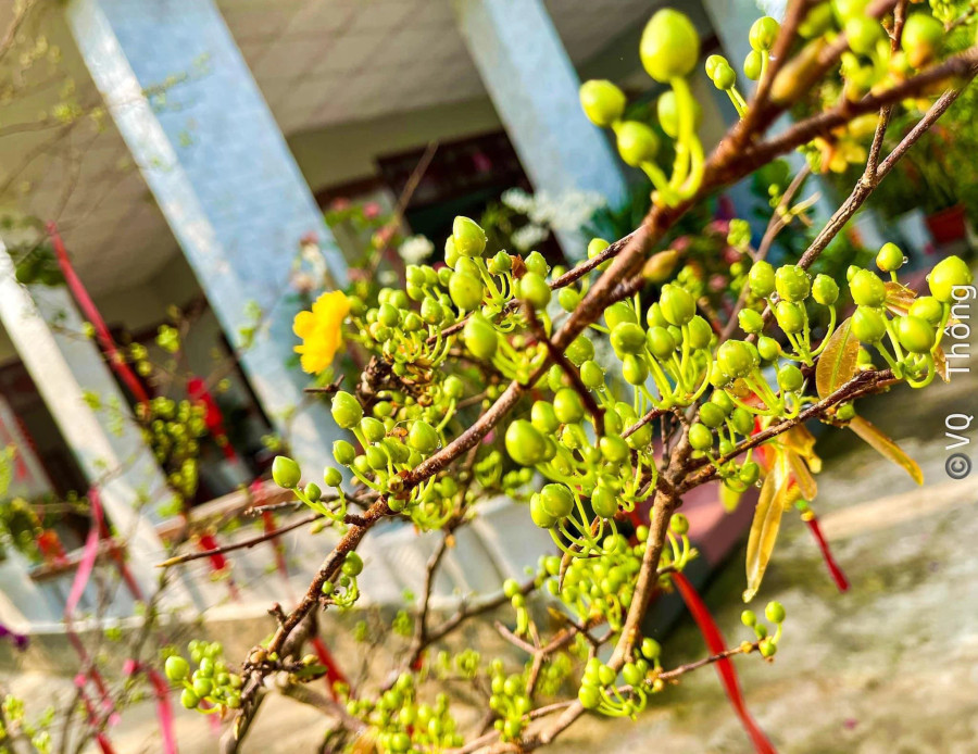 Thông lo lắng nụ mai quá to thì hoa nở sớm. Ảnh: QUỐC THÔNG