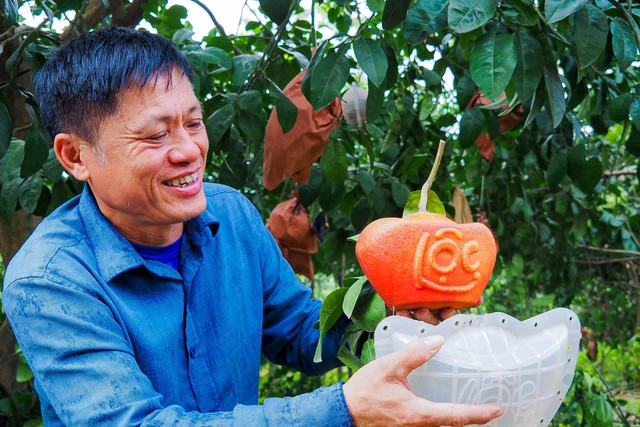 Theo ông Phương, để trồng được một cây bưởi đỏ đến khi thu hoạch phải trải qua khá nhiều công đoạn, thông thường mất khoảng 3 năm bưởi mới cho ra quả