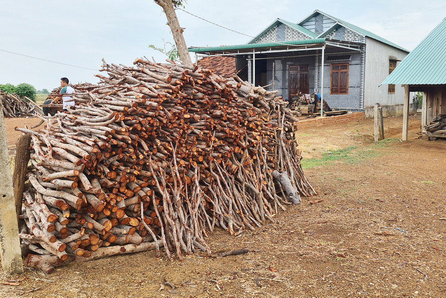 Một điểm tập kết gỗ điều ở thôn Đoàn Kết (xã Ia Piơr) chờ xe tải đến chở đi tiêu thụ. Ảnh: Sang Phương