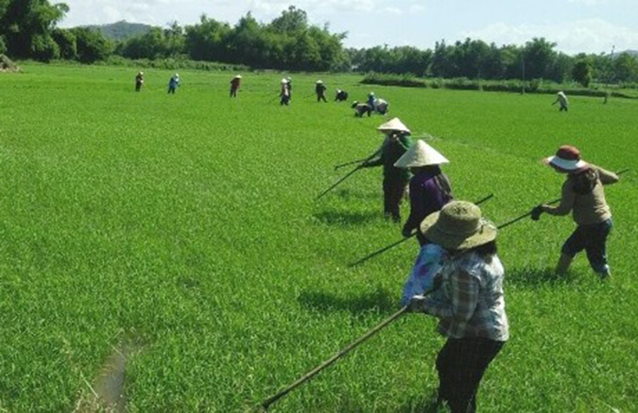 Người dân thôn Đak Mong (xã Đak Krong) thực hành nghề trồng lúa chất lượng cao. Ảnh: Đ.Y