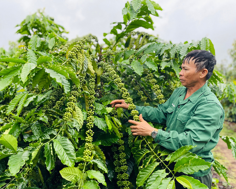 Ông Nguyễn Ngọc San (thôn 5, xã Nghĩa Hưng, huyện Chư Păh) bên vườn cà phê đạt năng suất cao nhờ sản xuất theo hướng hữu cơ. Ảnh: M.K
