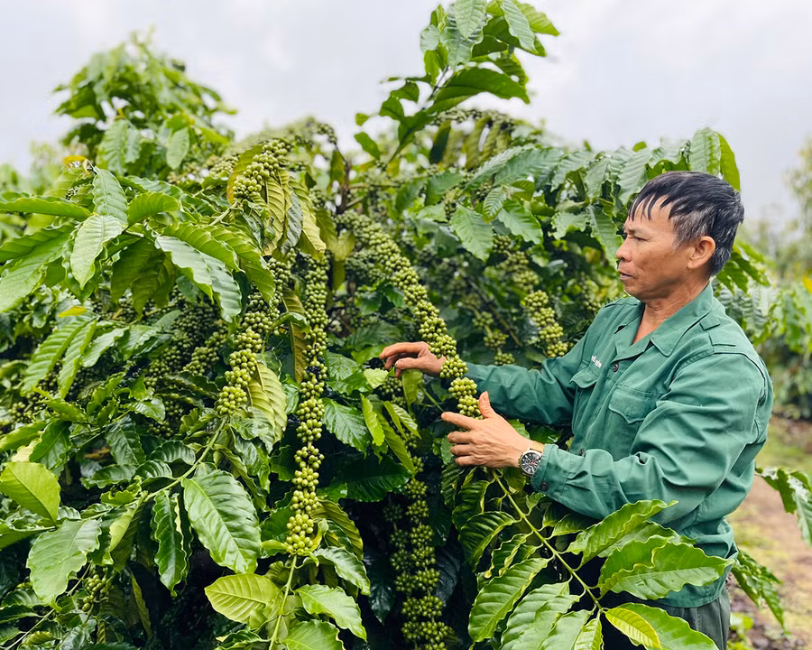 Ông Nguyễn Ngọc San (thôn 5, xã Nghĩa Hưng, huyện Chư Păh) bên vườn cà phê đạt năng suất cao nhờ sản xuất theo hướng hữu cơ. Ảnh: M.K