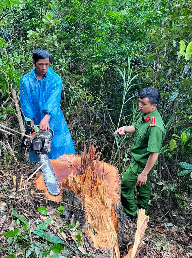 Thực nghiệm hiện trường vụ khai thác gỗ trái phép Thực nghiệm hiện trường vụ khai thác gỗ trái phép