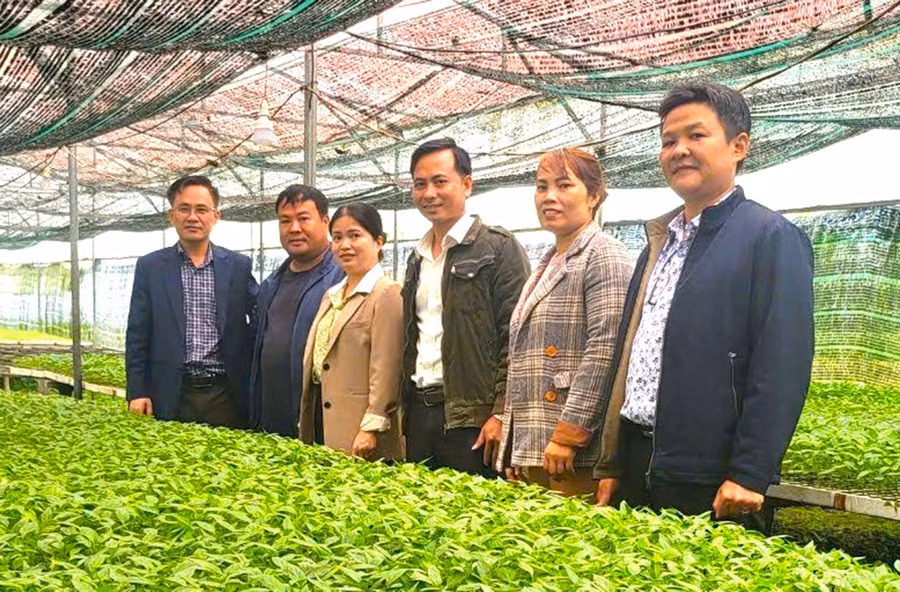 Bí thư Thị ủy An Khê Nguyễn Xuân Phước (bìa trái) thăm quan mô hình ươm cây giống tại phường An Phú. Ảnh: Minh Thử