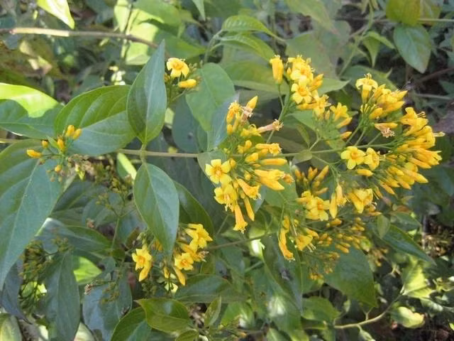 Cây lá ngón tươi