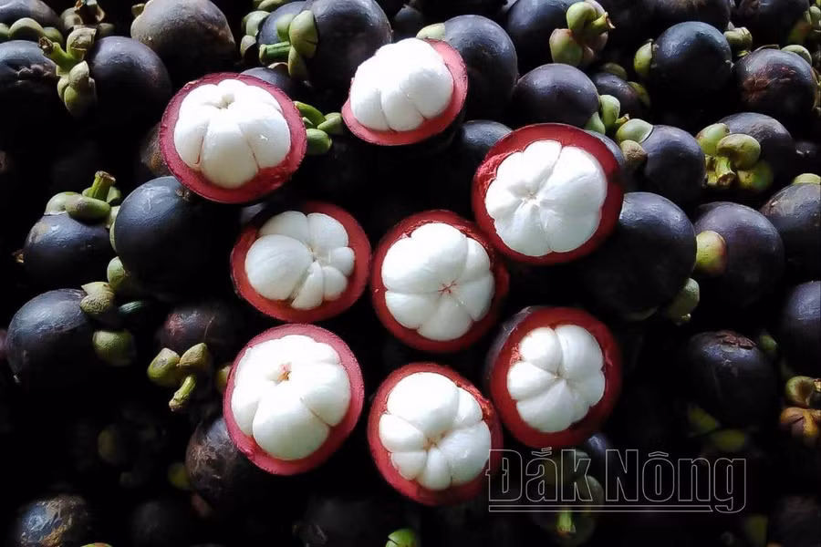 Cây măng cụt trồng ở Đắk Nông phát triển tốt, cây trồng đúng vụ nhưng lại nghịch tự nhiên.