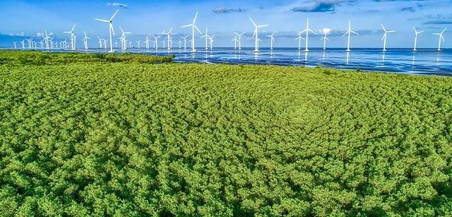 Cánh đồng điện gió ven biển Bạc Liêu hấp dẫn du khách. ẢNH: PHAN THANH CƯỜNG