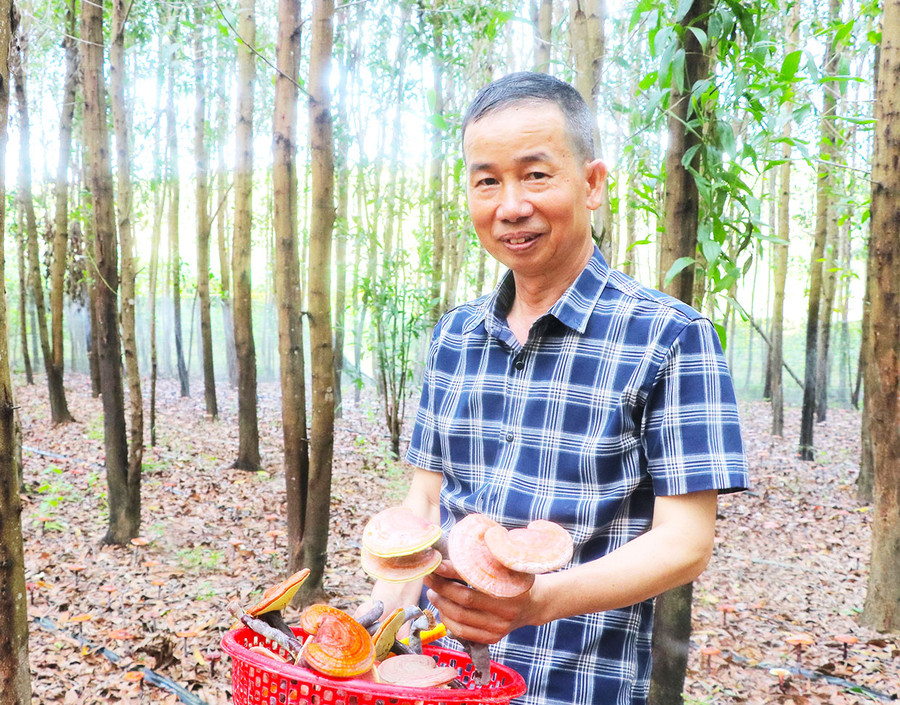 Nhờ trồng nấm linh chi dưới tán rừng keo, gia đình ông Nguyễn Đình Nam (làng Groi, xã Ya Hội, huyện Đak Pơ) có thêm nguồn thu nhập. Ảnh: N.M Nhờ trồng nấm linh chi dưới tán rừng keo, gia đình ông Nguyễn Đình Nam (làng Groi, xã Ya Hội, huyện Đak Pơ) có thêm nguồn thu nhập. Ảnh: N.M