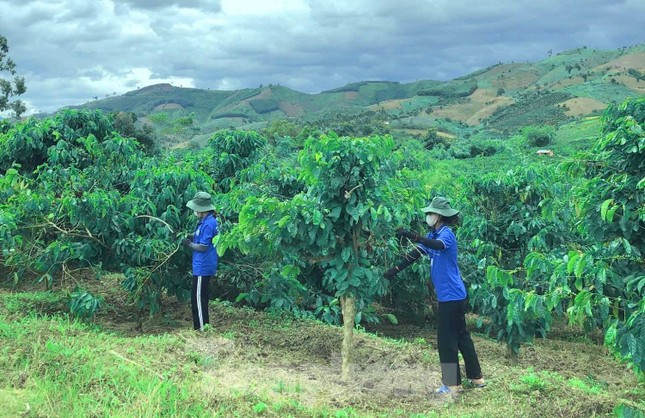 Thanh niên tình nguyện giúp người dân vặt chồi, làm cỏ cà phê ảnh 3