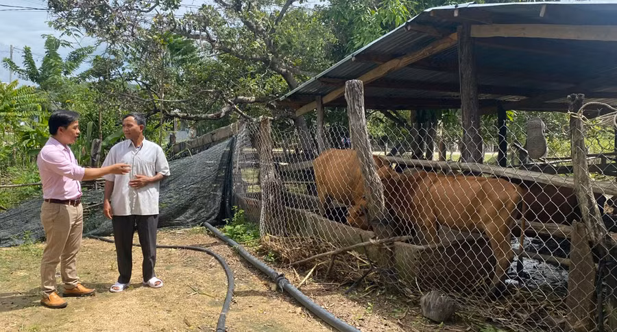 Nguồn vốn tín dụng ưu đãi được bà con dân tộc thiểu số đầu tư phát triển chăn nuôi, tạo sinh kế bền vững. Ảnh: S.C