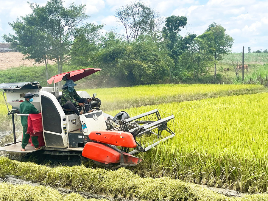 Nông dân xã Đak Hlơ (huyện Kbang) thu hoạch lúa. Ảnh: Minh Phương Nông dân xã Đak Hlơ (huyện Kbang) thu hoạch lúa. Ảnh: Minh Phương