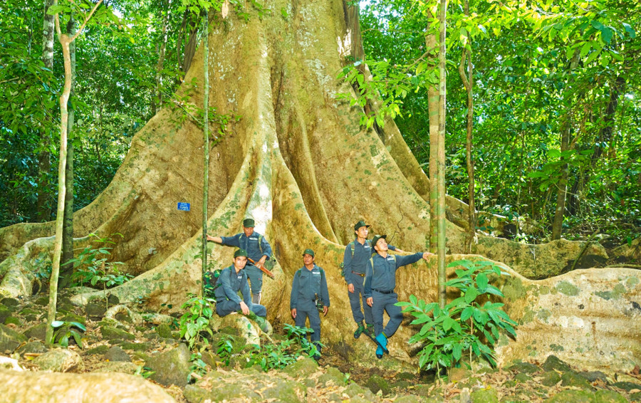 Cây tung có đường kính hàng chục mét với bộ rễ khổng lồ có tuổi đời hơn 500 năm tại VQG Cát Tiên là địa chỉ thường được du khách tìm đến
