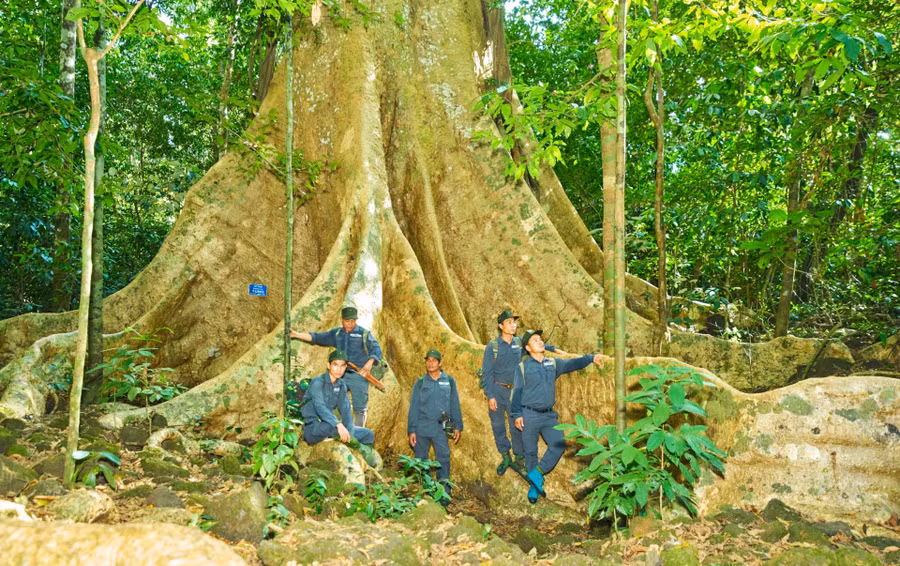 Cây tung có đường kính hàng chục mét với bộ rễ khổng lồ có tuổi đời hơn 500 năm tại VQG Cát Tiên là địa chỉ thường được du khách tìm đến