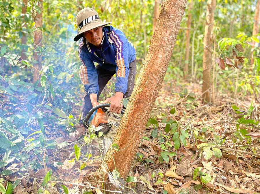 Anh Đinh In (làng Blà, xã Đak Song) có tổng thu nhập trên 250 triệu đồng từ trồng rừng và trồng mì, bắp. Ảnh: Minh Nguyễn Anh Đinh In (làng Blà, xã Đak Song) có tổng thu nhập trên 250 triệu đồng từ trồng rừng và trồng mì, bắp. Ảnh: Minh Nguyễn