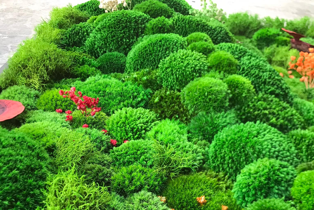 Rêu đã được Hoàng xử lý. Ảnh: TẤN ĐẠT Rêu đã được Hoàng xử lý. Ảnh: TẤN ĐẠT