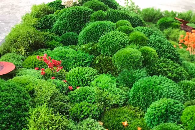 Rêu đã được Hoàng xử lý. Ảnh: TẤN ĐẠT