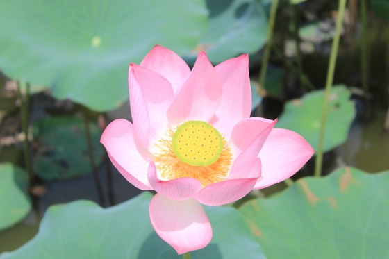 Duy Xuyên vốn là huyện nổi tiếng với diện tích trồng sen lớn, dọc theo các cánh đồng không khó để bắt gặp nhiều đầm sen lớn nhỏ nằm ở các thung lũng xa Duy Xuyên vốn là huyện nổi tiếng với diện tích trồng sen lớn, dọc theo các cánh đồng không khó để bắt gặp nhiều đầm sen lớn nhỏ nằm ở các thung lũng xa