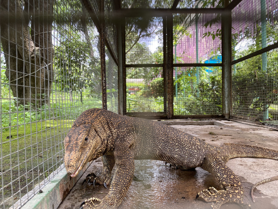 Với trọng lượng khoảng 5kg con kỳ đà được giải cứu khi mắc kẹt trong mương. Ảnh: Trần Ngọc