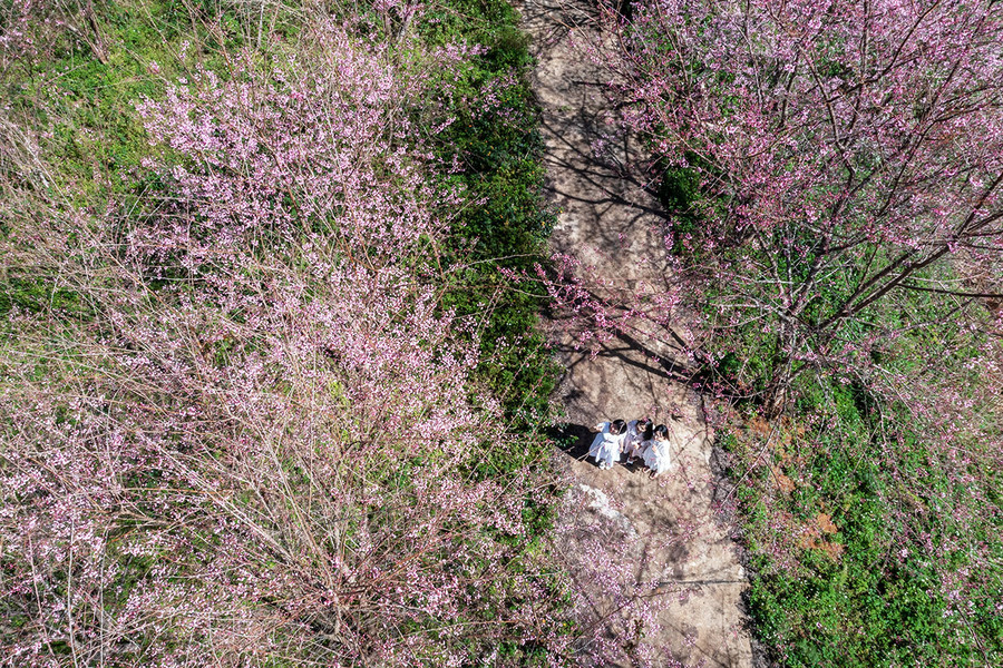 Mai anh đào Măng Đen nở rộ tuyệt đẹp chiếm trọn trái tim người thưởng ngoạn. Ảnh: Nguyễn Linh Vinh Quốc Mai anh đào Măng Đen nở rộ tuyệt đẹp chiếm trọn trái tim người thưởng ngoạn. Ảnh: Nguyễn Linh Vinh Quốc