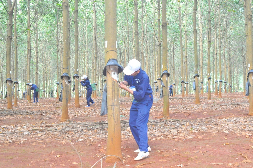 Công nhân Công ty 715 (Binh đoàn 15) thực hiện phần thi cạo mủ cao su. Ảnh: Vĩnh Hoàng Công nhân Công ty 715 (Binh đoàn 15) thực hiện phần thi cạo mủ cao su. Ảnh: Vĩnh Hoàng