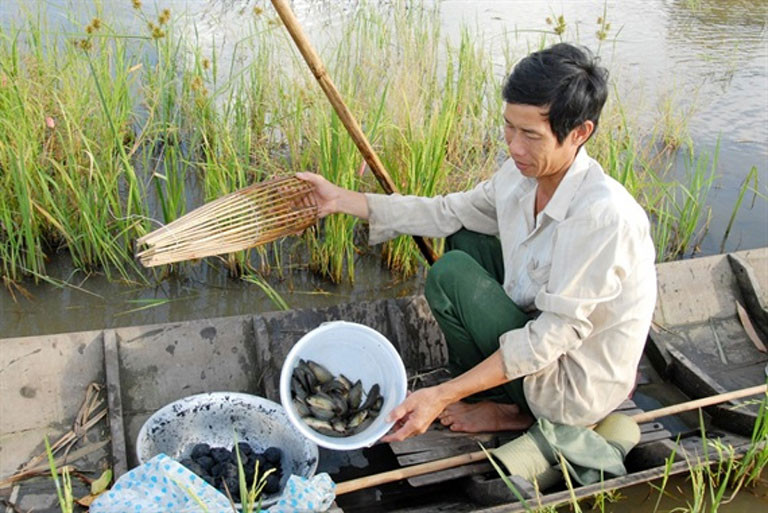 Đi bắt cá rô đồng (ảnh minh họa internet).