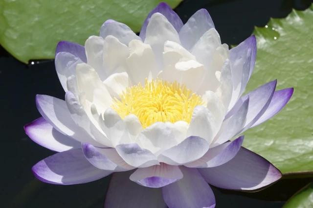 Giống hoa súng Úc có màu trắng pha lẫn xanh, nhụy vàng Giống hoa súng Úc có màu trắng pha lẫn xanh, nhụy vàng