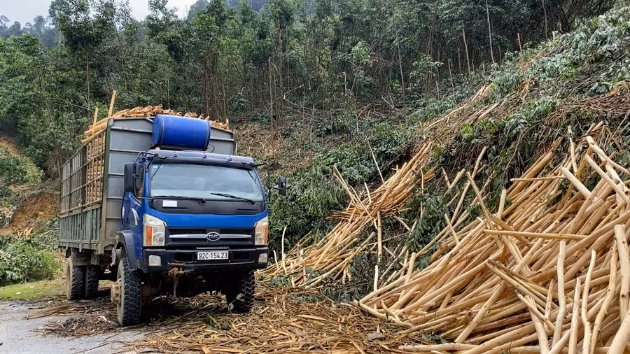 Thu hoạch keo ở Nam Trà My.