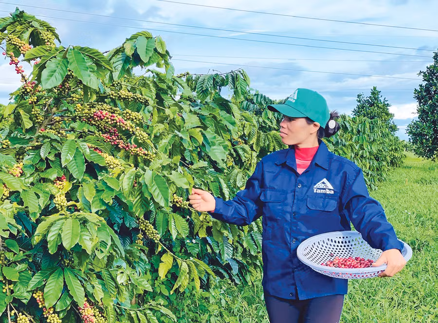 Bước vào không gian trang trại của chị Đặng Thị Thu Hồng, nhiều người khá ngạc nhiên bởi toàn bộ 25 ha đều để cỏ mọc dày đặc chen lối đi. Ảnh: M.K