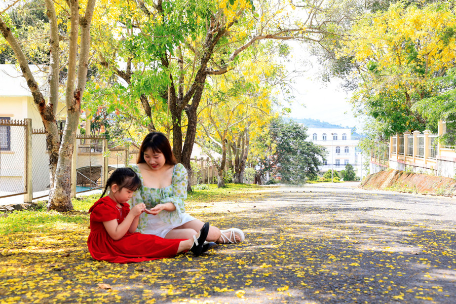 Muồng hoàng yến có hoa đẹp, tán rộng, mọc nhanh, không quá cao, phát triển tốt ở khu vực nhiều nắng. Bộ lá của cây mọc lên rất nhiều, sum suê, dày, có khả năng thanh lọc không khí, chắn bụi tốt, được ưa chuộng làm cây đường phố hay cảnh quan. Gỗ cây muồng hoàng yến tương đối cứng và chắc chắn nên được sử dụng để chế tác các vật dụng thủ công mỹ nghệ. Muồng hoàng yến có hoa đẹp, tán rộng, mọc nhanh, không quá cao, phát triển tốt ở khu vực nhiều nắng. Bộ lá của cây mọc lên rất nhiều, sum suê, dày, có khả năng thanh lọc không khí, chắn bụi tốt, được ưa chuộng làm cây đường phố hay cảnh quan. Gỗ cây muồng hoàng yến tương đối cứng và chắc chắn nên được sử dụng để chế tác các vật dụng thủ công mỹ nghệ.