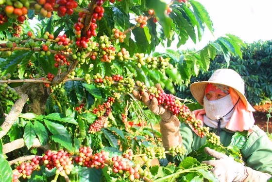 Tây Nguyên là "thủ phủ" cà phê, luôn cần nguồn nhân lực chất lượng cao để phát triển.