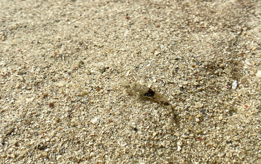 Một số loài cá vào gần bờ đẻ, khi cá con lớn lên sẽ ra biển lớn. Ảnh: HẢI PHONG