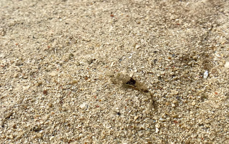 Một số loài cá vào gần bờ đẻ, khi cá con lớn lên sẽ ra biển lớn. Ảnh: HẢI PHONG