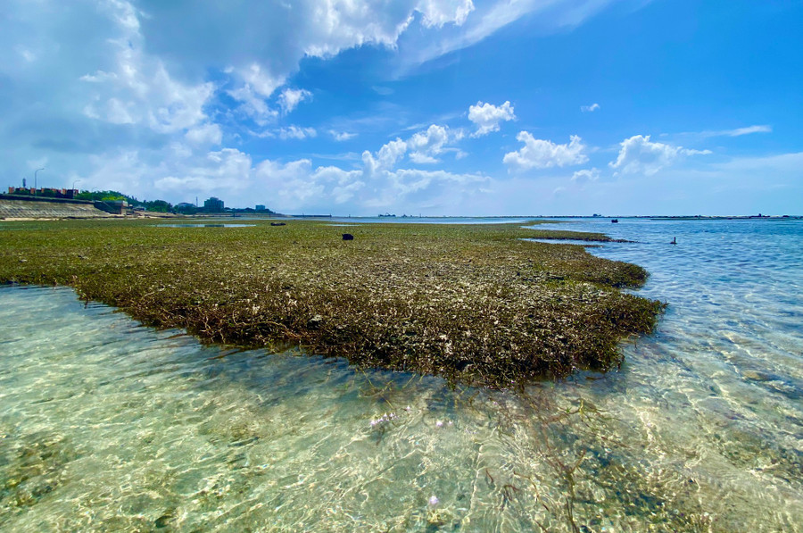 Nước biển ở đảo Lý Sơn trong vắt nhìn rõ đáy. Ảnh: HẢI PHONG