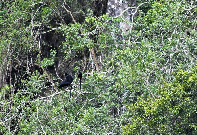 Loài voọc Hà Tĩnh được ghi nhận tại Khu Bảo tồn thiên nhiên Bắc Hướng Hóa