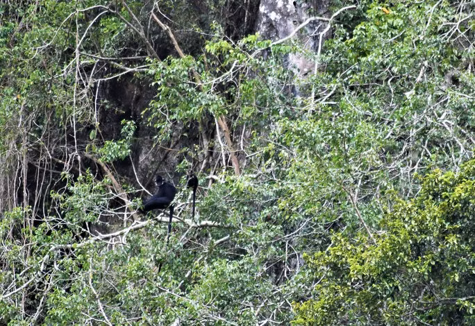 Loài voọc Hà Tĩnh được ghi nhận tại Khu Bảo tồn thiên nhiên Bắc Hướng Hóa