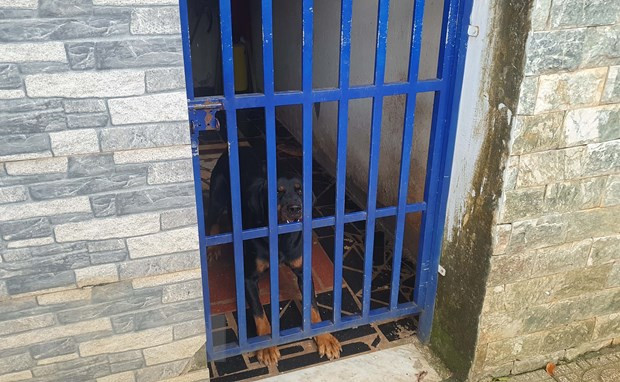 Một trong hai con chó Becgie cắn bé gái hàng xóm bị thương. (Ảnh: Đậu Tất Thành/TTXVN) Một trong hai con chó Becgie cắn bé gái hàng xóm bị thương. (Ảnh: Đậu Tất Thành/TTXVN)