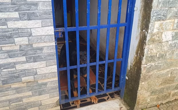 Một trong hai con chó Becgie cắn bé gái hàng xóm bị thương. (Ảnh: Đậu Tất Thành/TTXVN)