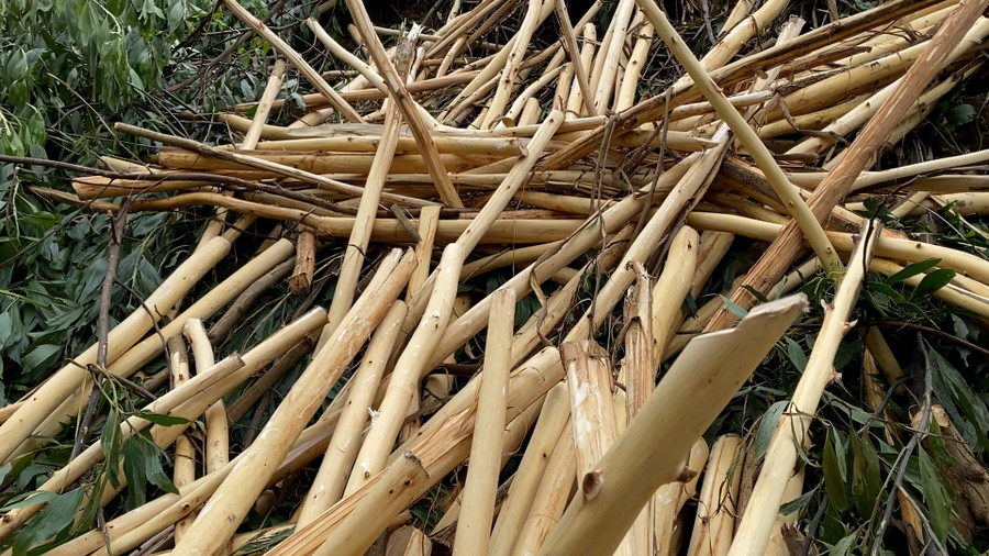 Bà con nhiều địa phương thu hoạch keo non để bán. Bà con nhiều địa phương thu hoạch keo non để bán.