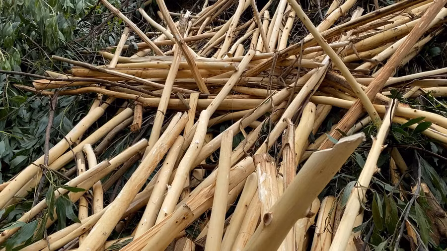 Bà con nhiều địa phương thu hoạch keo non để bán.