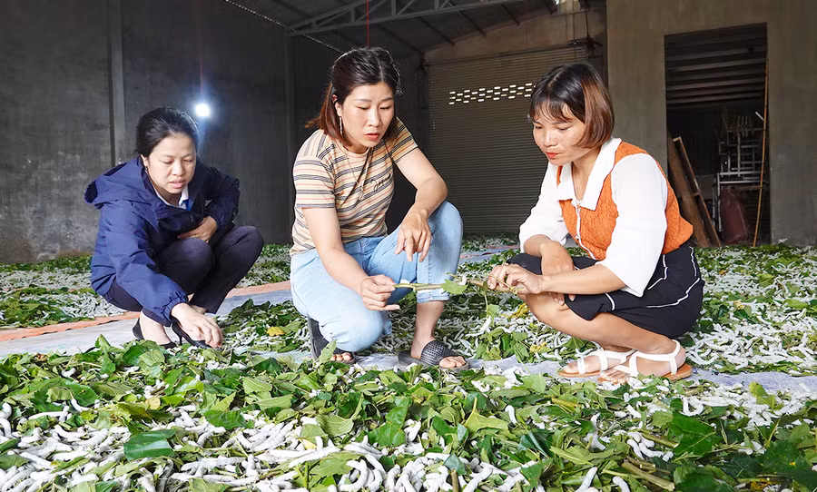 Chị Trương Thị Liên (ở giữa) chia sẻ kinh nghiệm trồng dâu nuôi tằm với hội viên phụ nữ. Ảnh: M.T