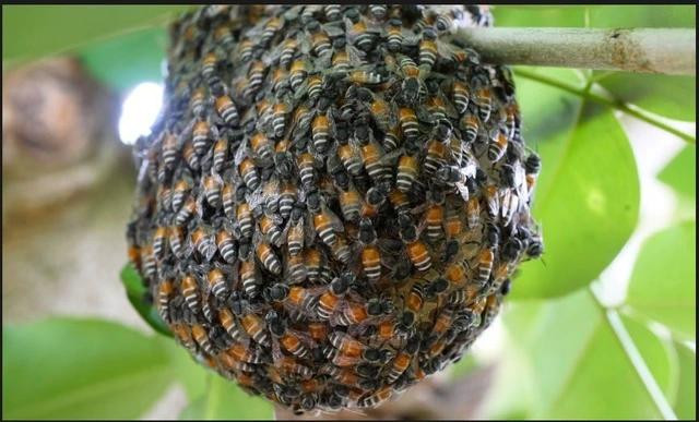 Các báo cáo trước đây cho thấy loài ong ruồi đỏ đã dần mở rộng lãnh thổ từ châu Á sang Trung Đông và đông bắc châu Phi. Ảnh: Chụp màn hình The Guardian Các báo cáo trước đây cho thấy loài ong ruồi đỏ đã dần mở rộng lãnh thổ từ châu Á sang Trung Đông và đông bắc châu Phi. Ảnh: Chụp màn hình The Guardian