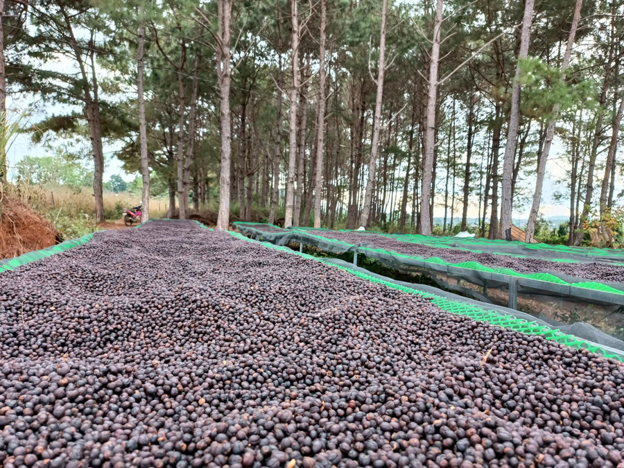 Phơi khô cà phê ở Măng Đen. Ảnh Nguyễn Huỳnh Phơi khô cà phê ở Măng Đen. Ảnh Nguyễn Huỳnh