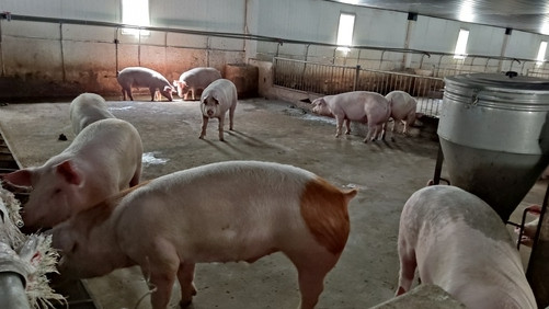 Bầu Đức tiếp tục bội thu từ “heo ăn chuối” - Ảnh 2. Đàn heo ăn chuối của HAGL.