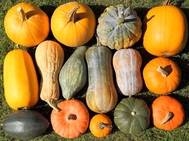 Bí ngô được gọi là siêu thực phẩm vì có nhiều lợi ích cho sức khỏe. (Nguồn: Shutterstock)